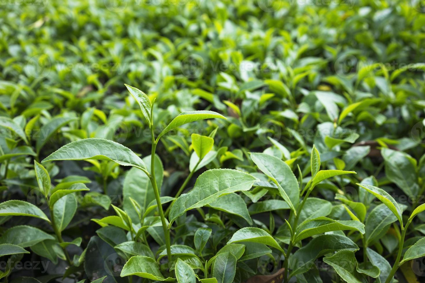 folha de chá verde em campo foto