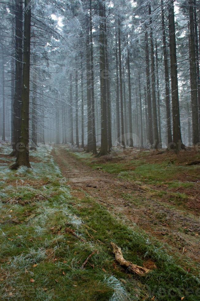 caminho da floresta de nevoeiro foto