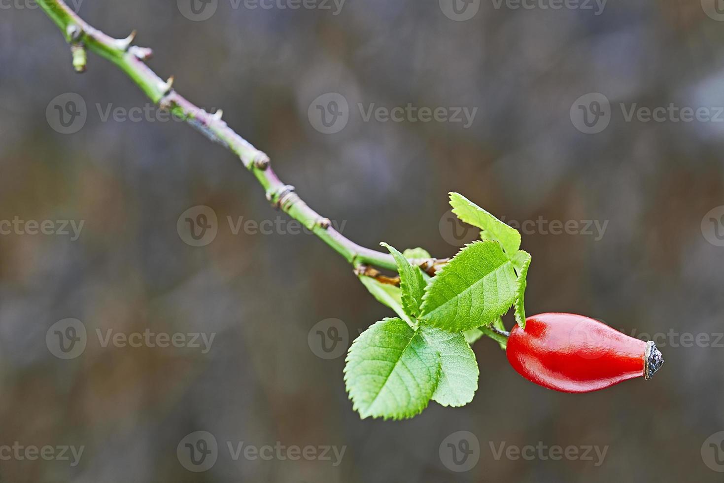 rosa mosqueta vermelha foto