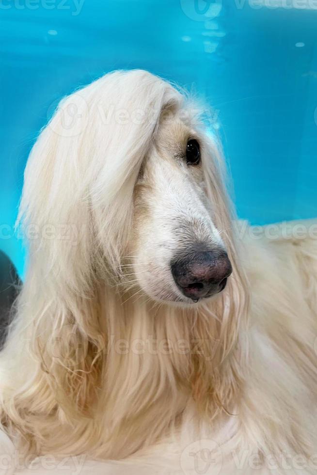 retrato de um galgo afegão em um fundo azul. cão de pêlo comprido para uma excelente preparação. galgos afegãos de luxo, cães. salão de beleza, tosa, cuidados com cães, penteados para cães foto