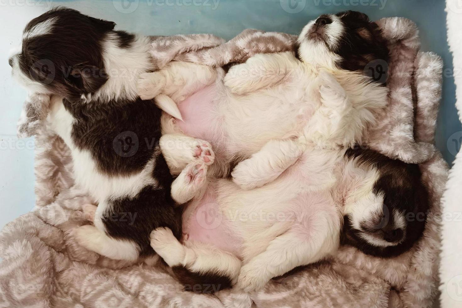 cachorro dormindo em uma cama coberta por um cobertor foto