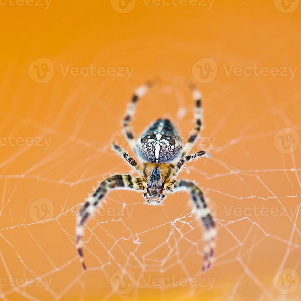 vista superior da aranha na teia de aranha foto