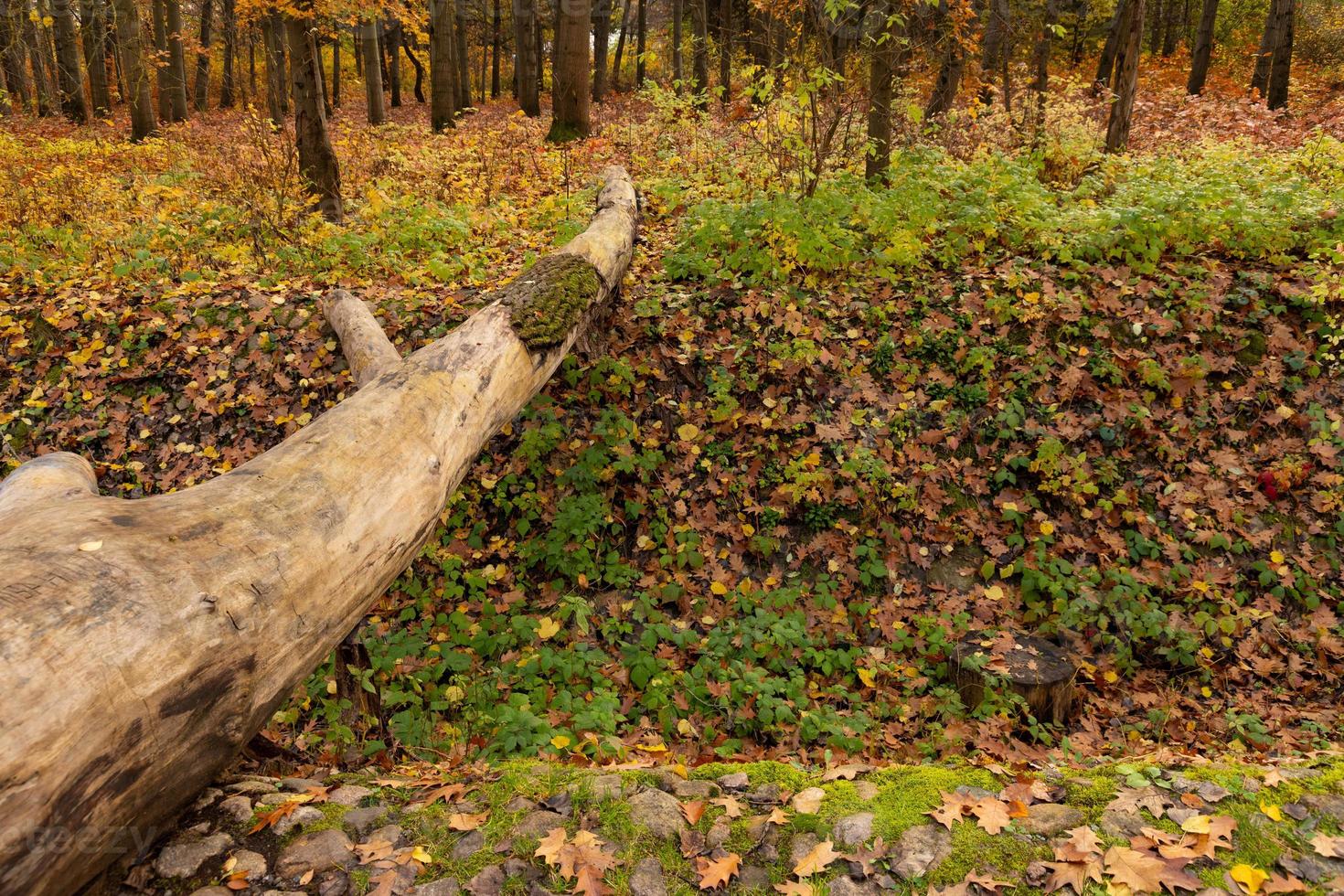 uma árvore caída sobre uma ravina é usada como ponte natural foto