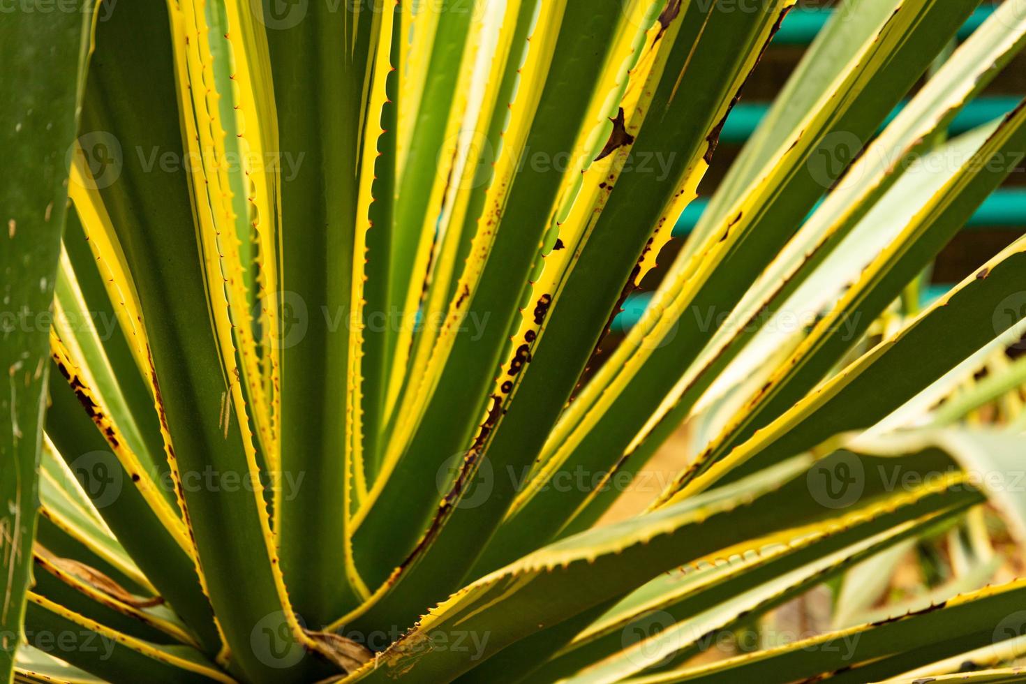 suculenta agave listrada, cacto, close-up. plantas selvagens na rua. foco seletivo. foto