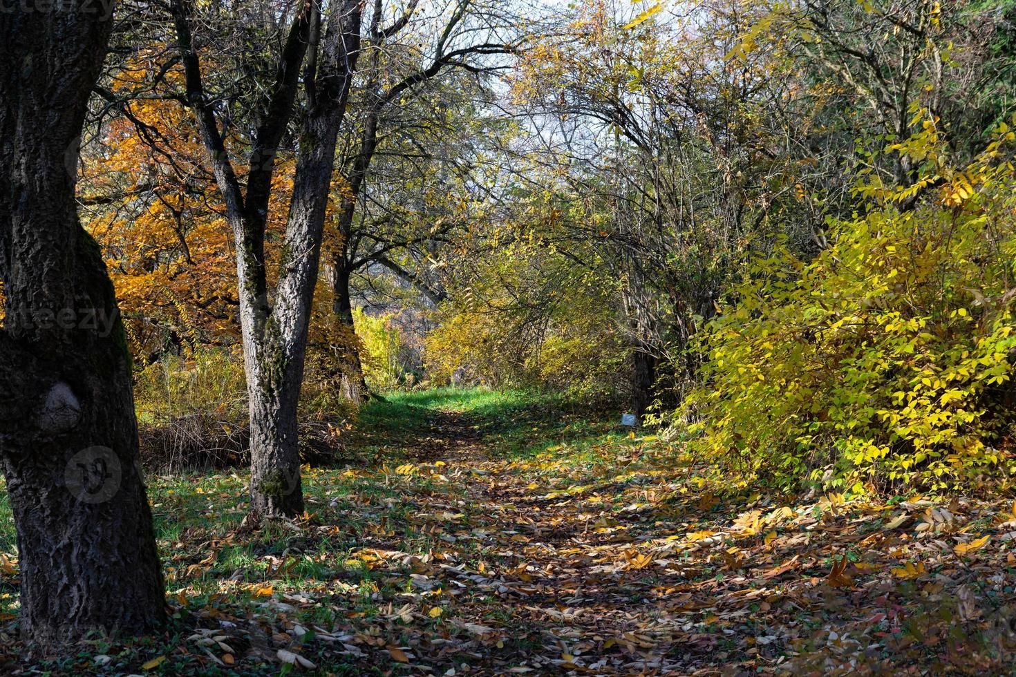 bela floresta de outono selvagem com folhagem colorida e árvores nuas, raios de sol. foto