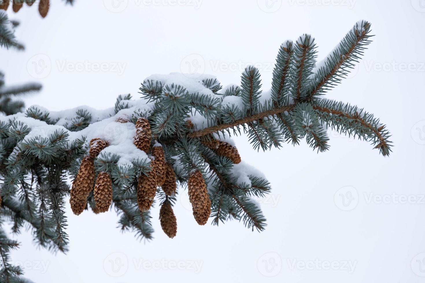 abeto azul com cones, picea pungens, galhos cobertos de neve. foto