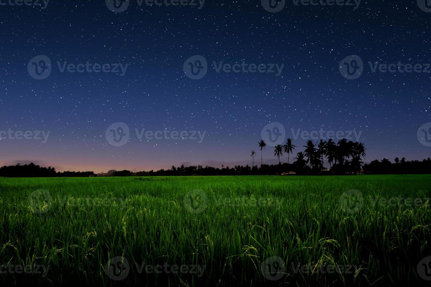 céu estrelado sobre campo verde. foto