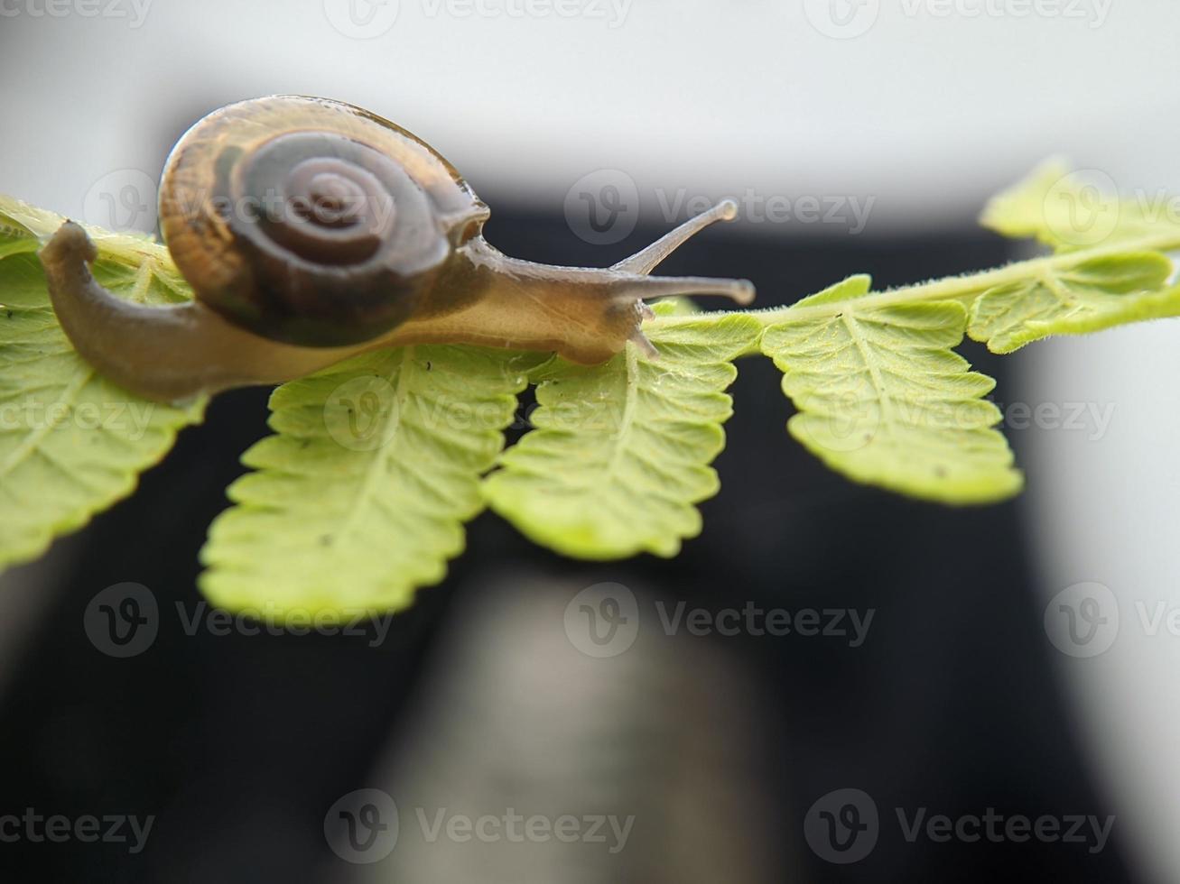 caracol de jardim ou trampsnail asiático na folha de samambaia pela manhã, close-up extremo, foco selecionado foto