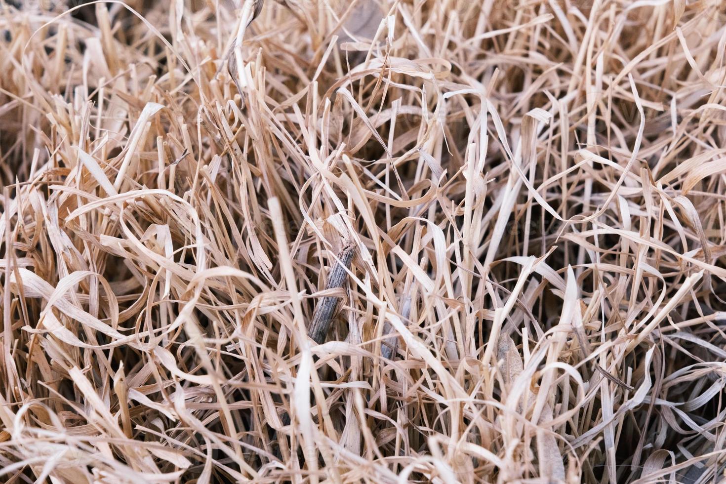 close-up de uma pilha de grama marrom seca, textura de uma palha dourada, closeup de feno de trigo ouro, campo rural de outono seco ao ar livre. foto