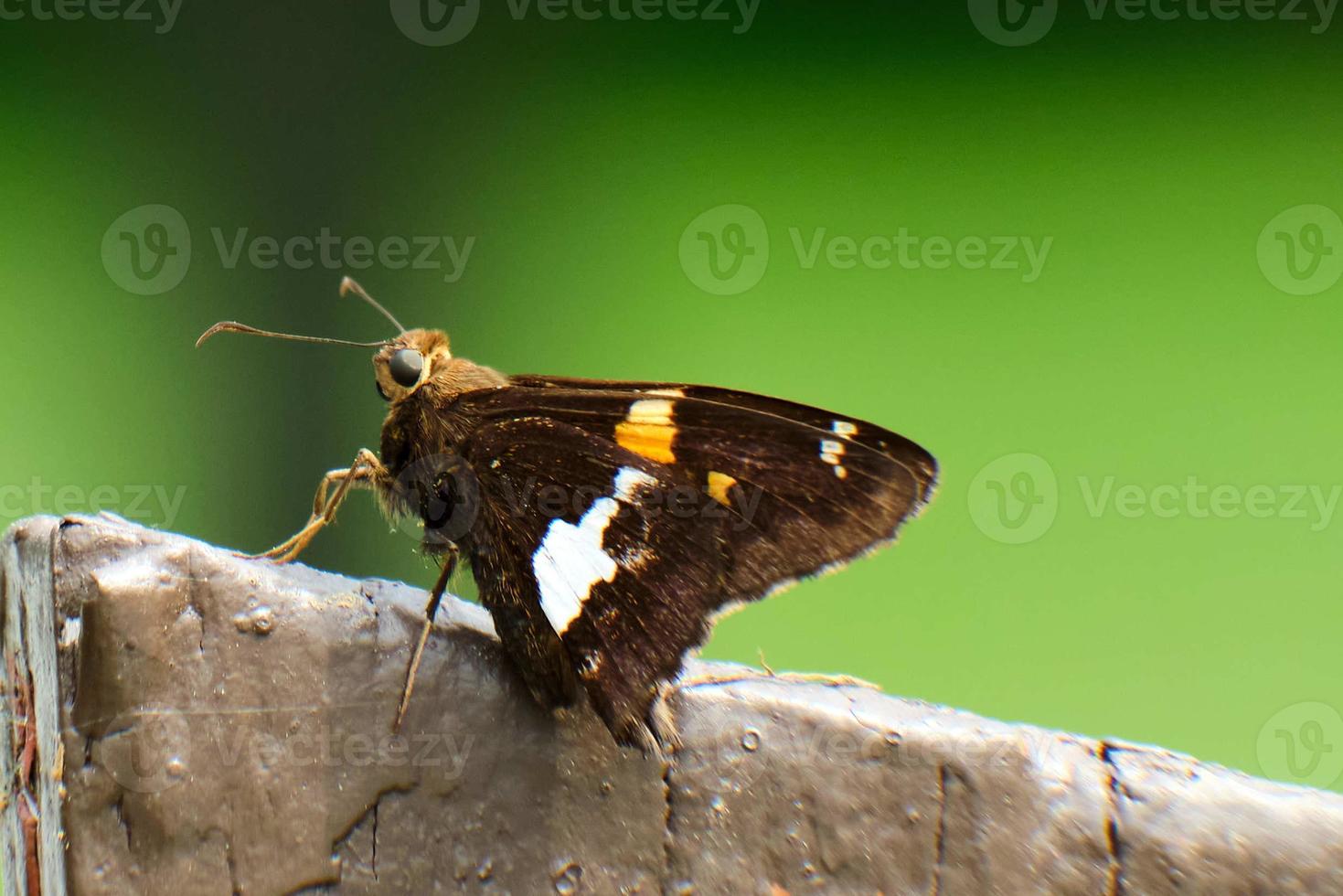 borboleta de capitão manchada de prata colorida na primavera foto