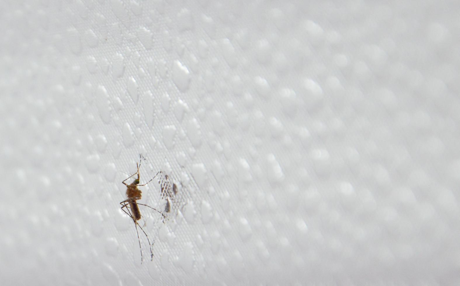 mosquitos aedes na parede. conceito. dengue, malária, estação chuvosa. foto