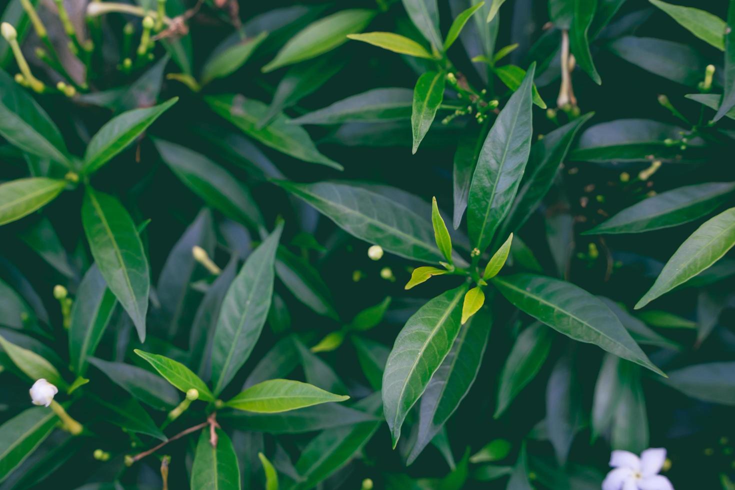 natureza da folha verde no belo jardim. ecologia de floresta tropical e fundo de vegetação natural. folhas verdes naturais plantas fundo folha de rosto ambiente ecologia ou conceito de papel de parede de vegetação foto