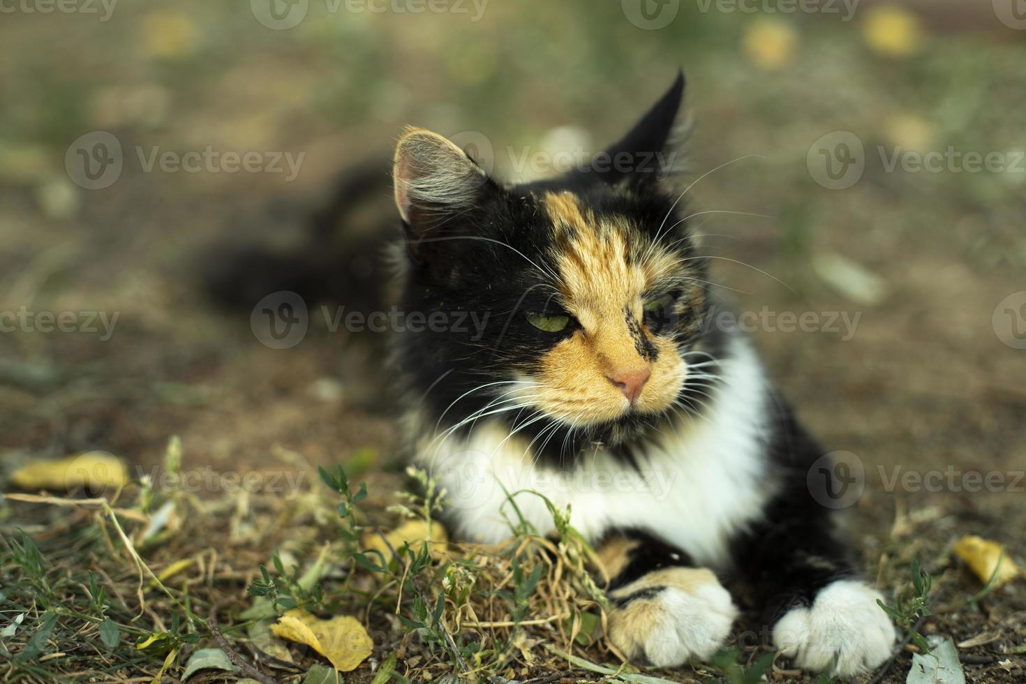 gato com casacos diferentes. animal de estimação na rua. gato bonito no parque. animal no jardim. foto
