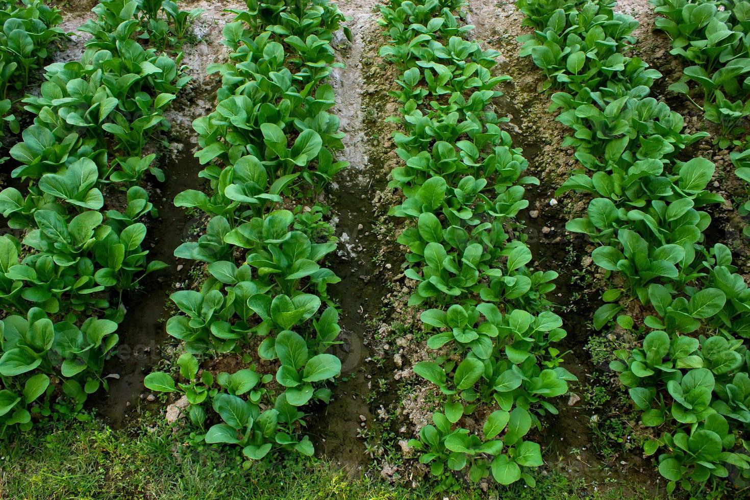 mostarda crescendo em campos agrícolas foto