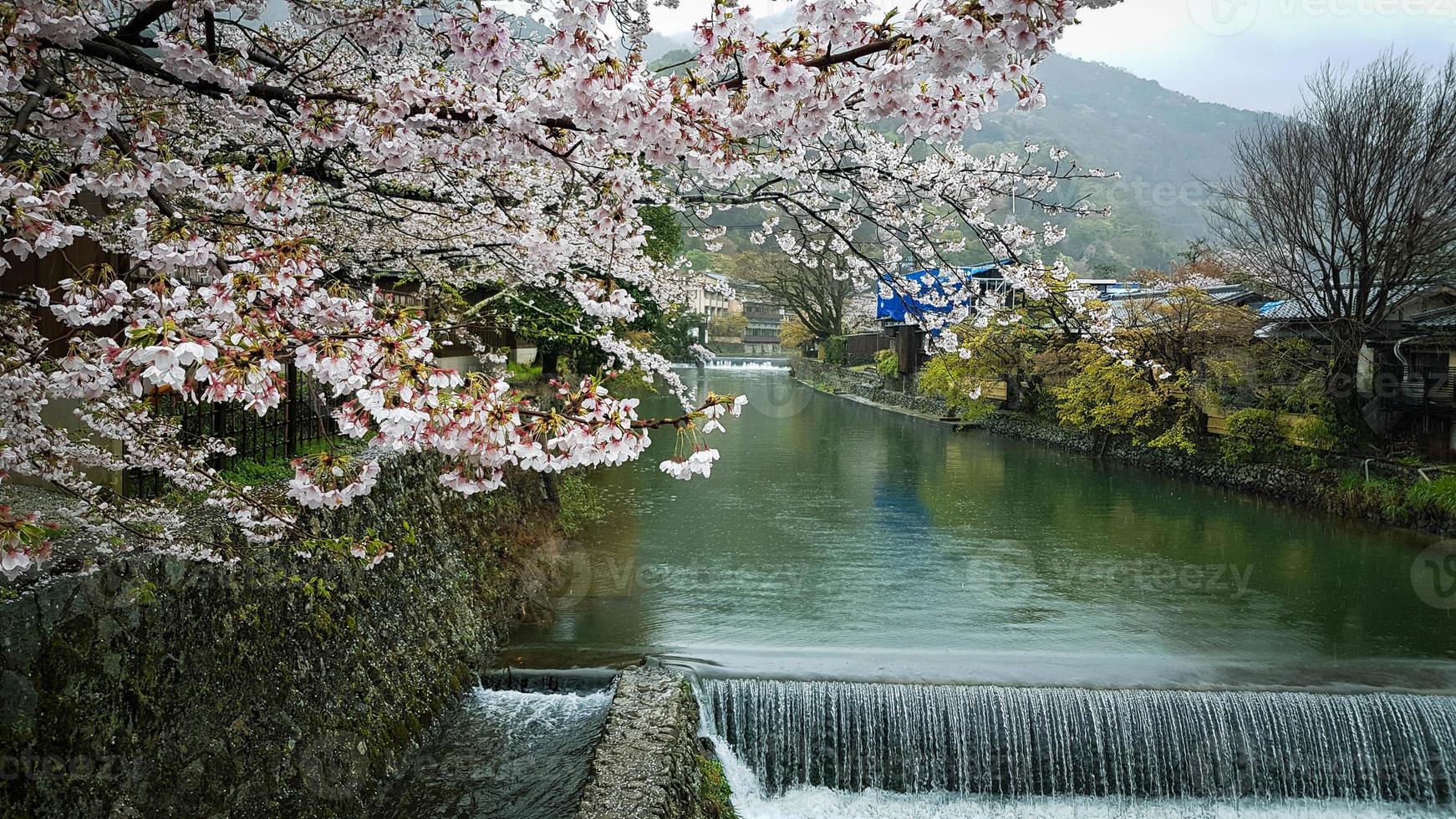 belas flores de cerejeira na orla de hozu, que fica no sopé das montanhas arashiyama. com uma pequena queda d'água. foto