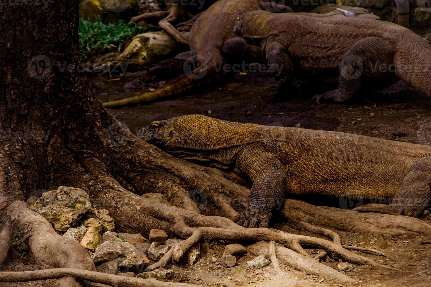 Dragão de Komodo. o maior lagarto do mundo. o dragão de komodo é um animal protegido pelo governo indonésio. foto