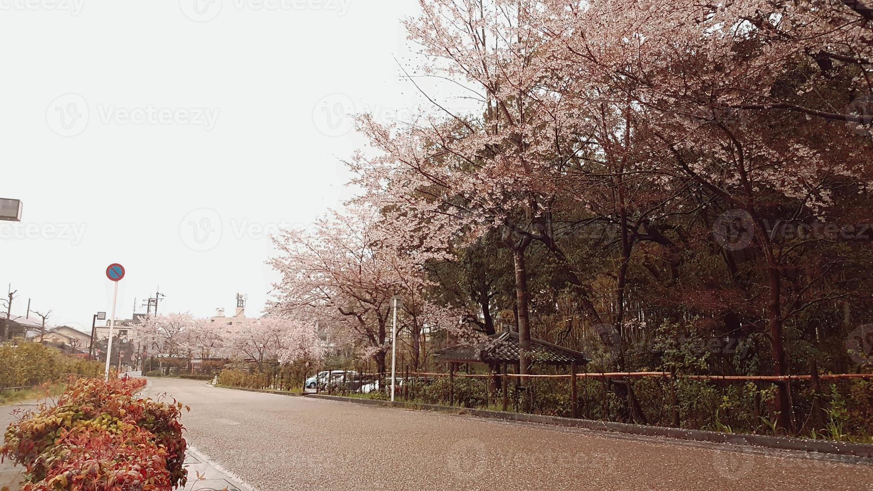 as flores de cerejeira estão florescendo em uma vila em kyoto. foto