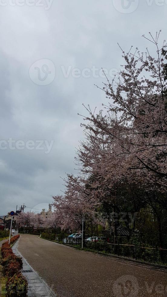 as flores de cerejeira estão florescendo em uma vila em kyoto. foto