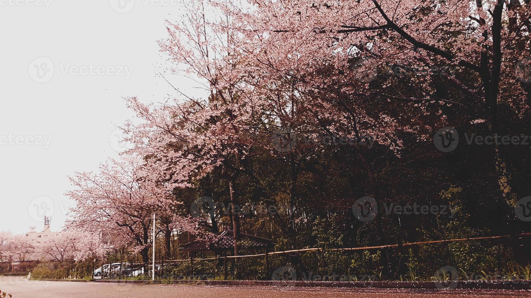 as flores de cerejeira estão florescendo em uma vila em kyoto. foto