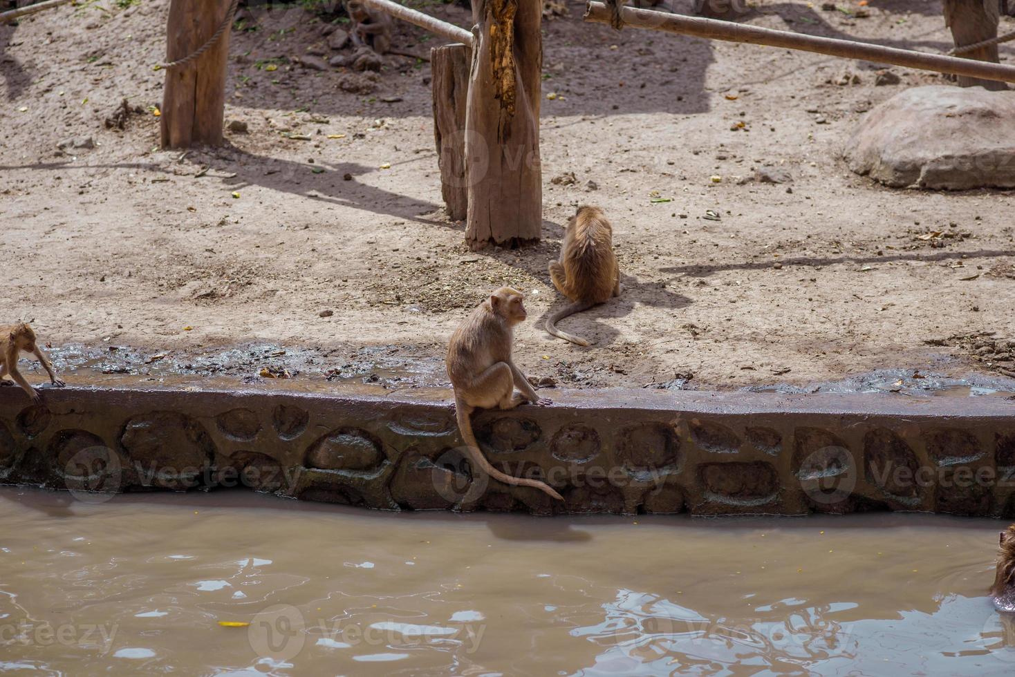 um grupo de espécies de macacos no zoológico. foto