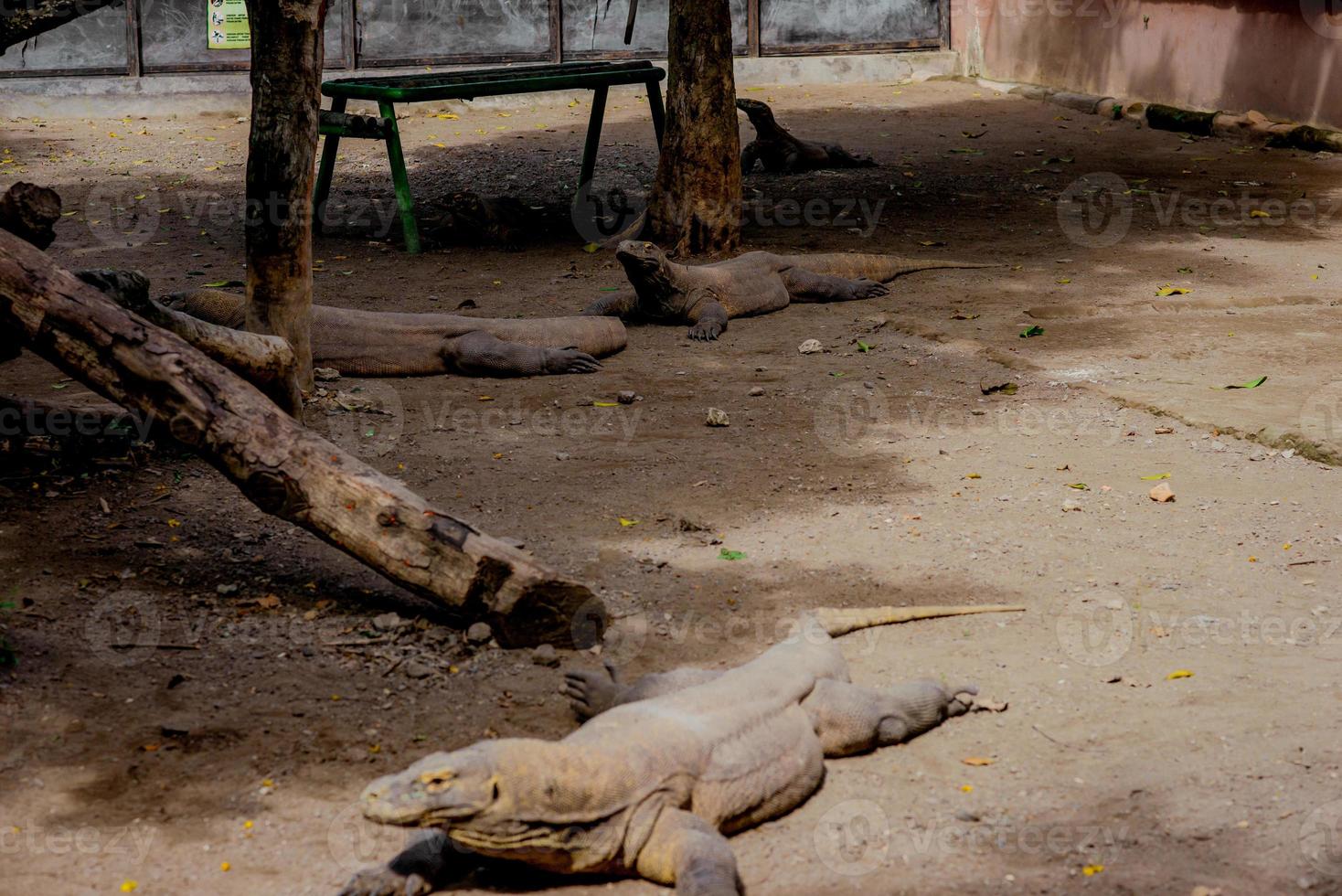 Dragão de Komodo. o maior lagarto do mundo. o dragão de komodo é um animal protegido pelo governo indonésio. foto