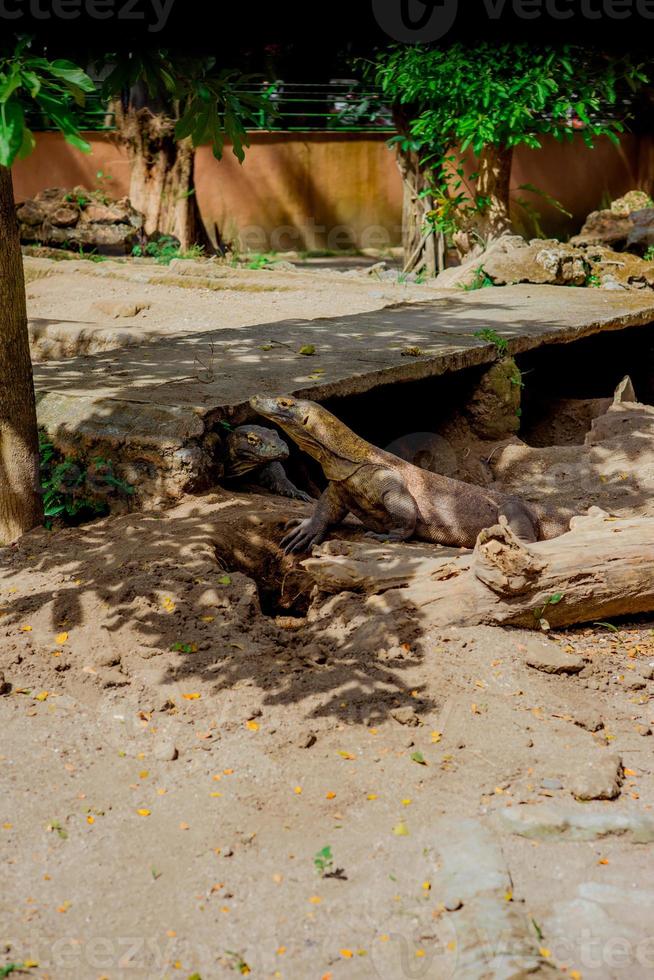 Dragão de Komodo. o maior lagarto do mundo. o dragão de komodo é um animal protegido pelo governo indonésio. foto