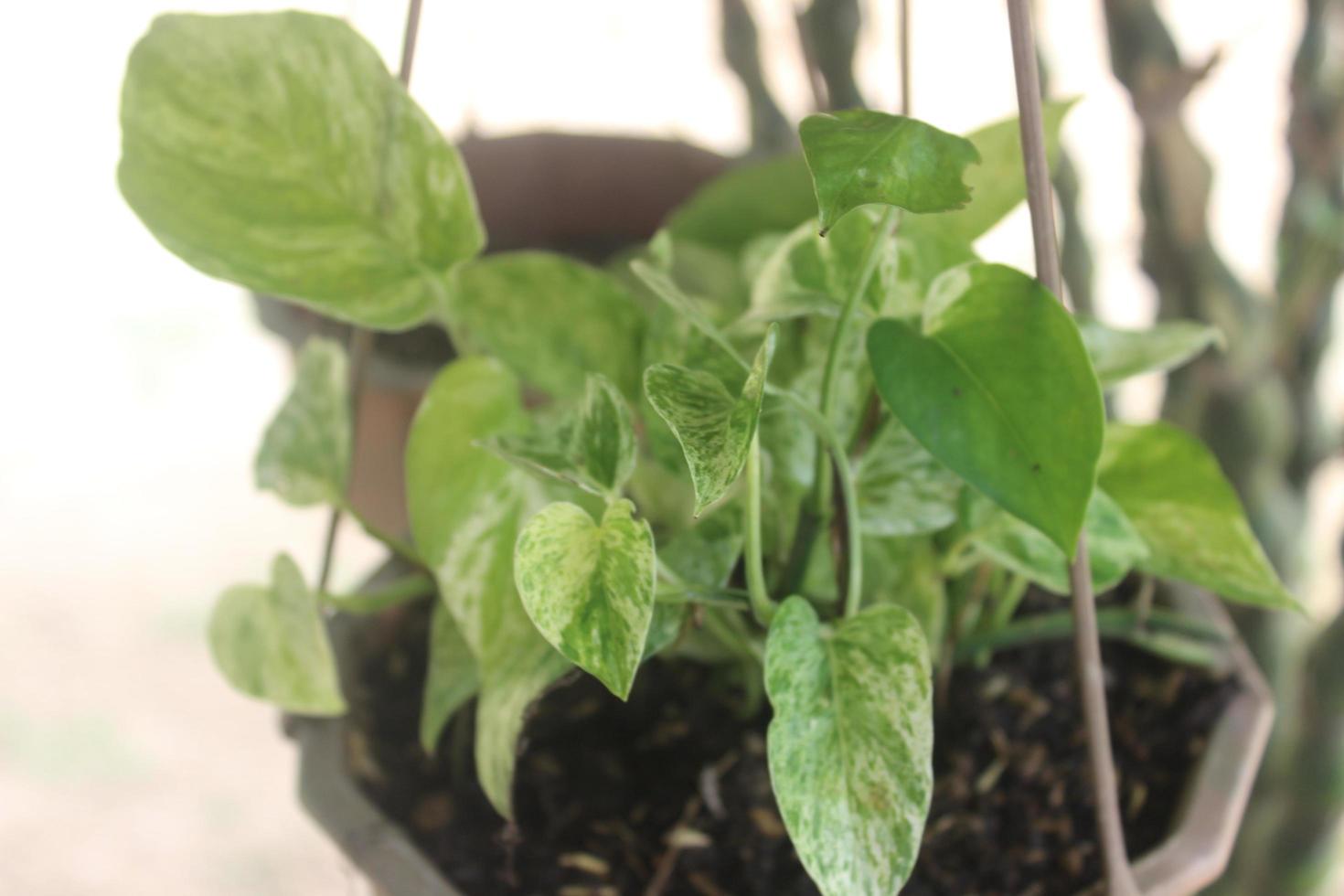 close-up de uma bela planta de betel marfim em uma panela e pendurada no jardim. o nome científico é epipremnum aureum. usado para plantas ornamentais de interior e exterior. foto