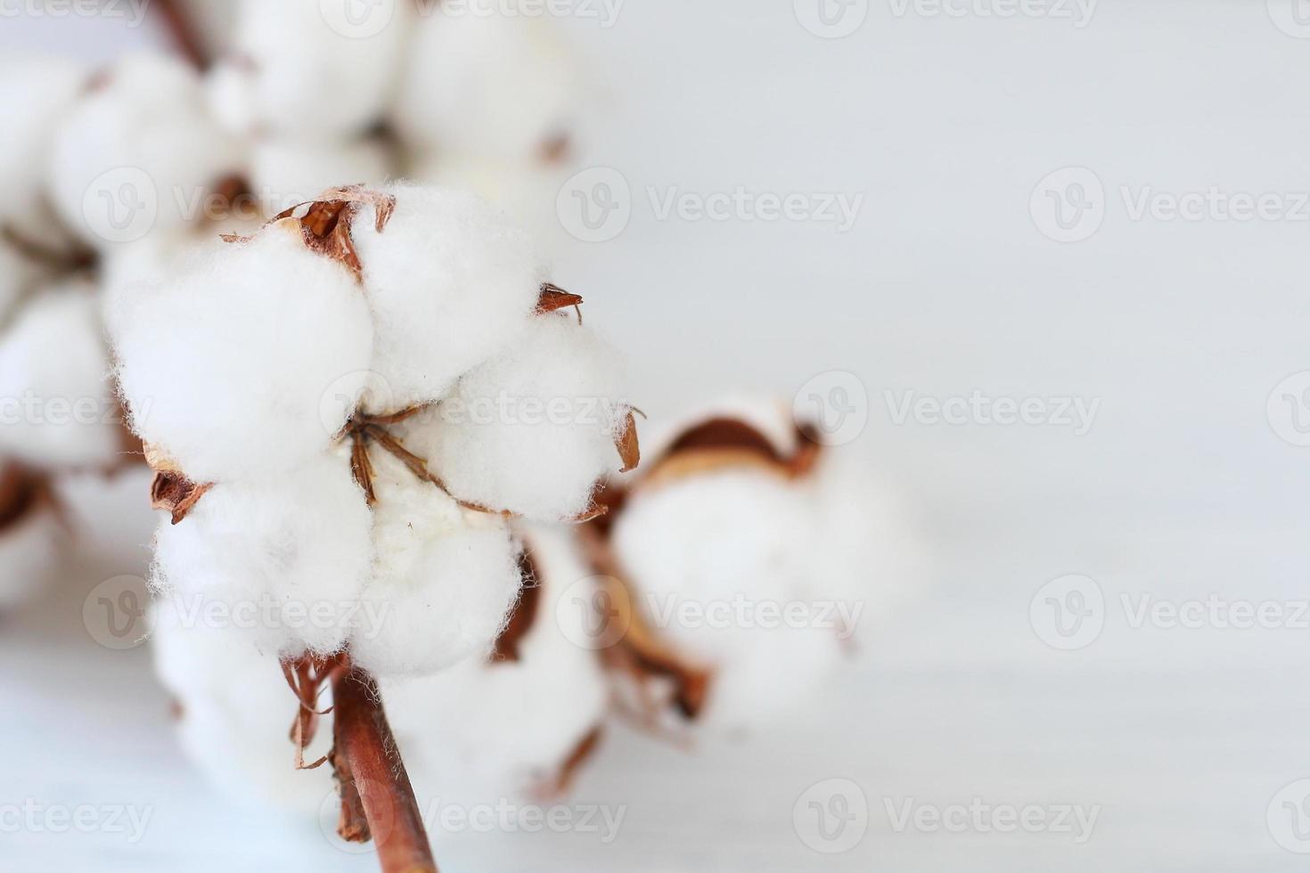 flores de algodão branco no galho foto