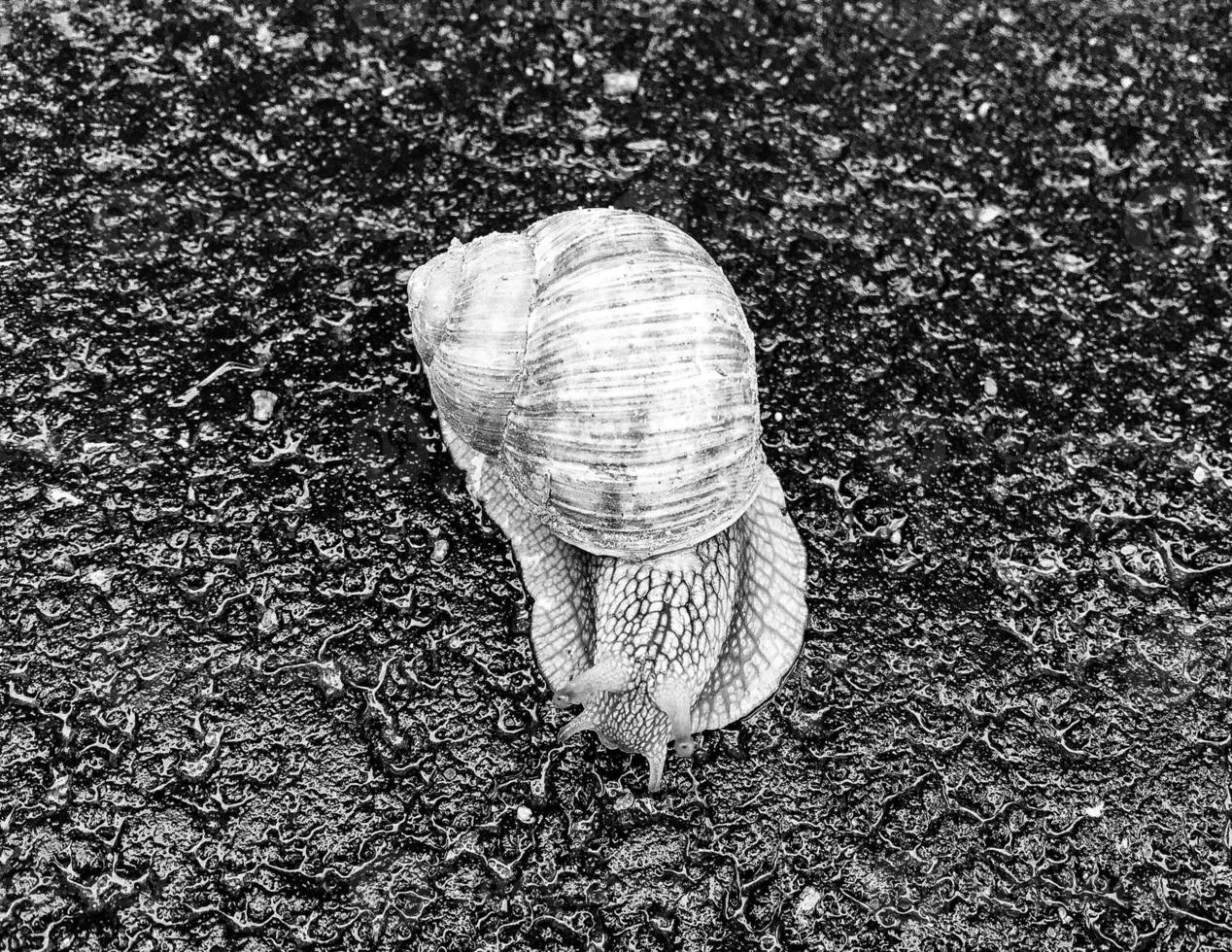 grande caracol de jardim com concha rastejando na estrada molhada, volte para casa foto