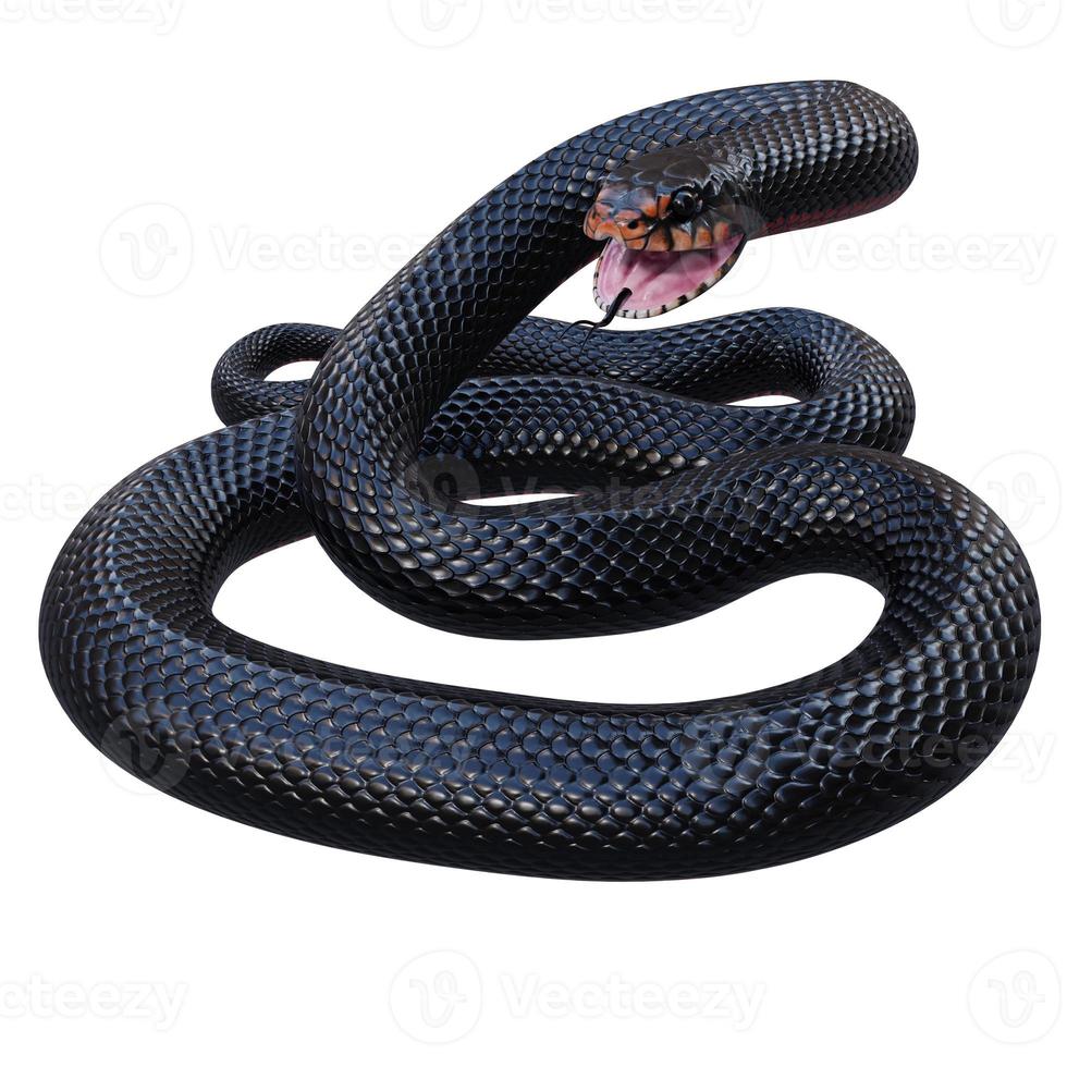 ilustração 3d de cobra preta de barriga vermelha foto