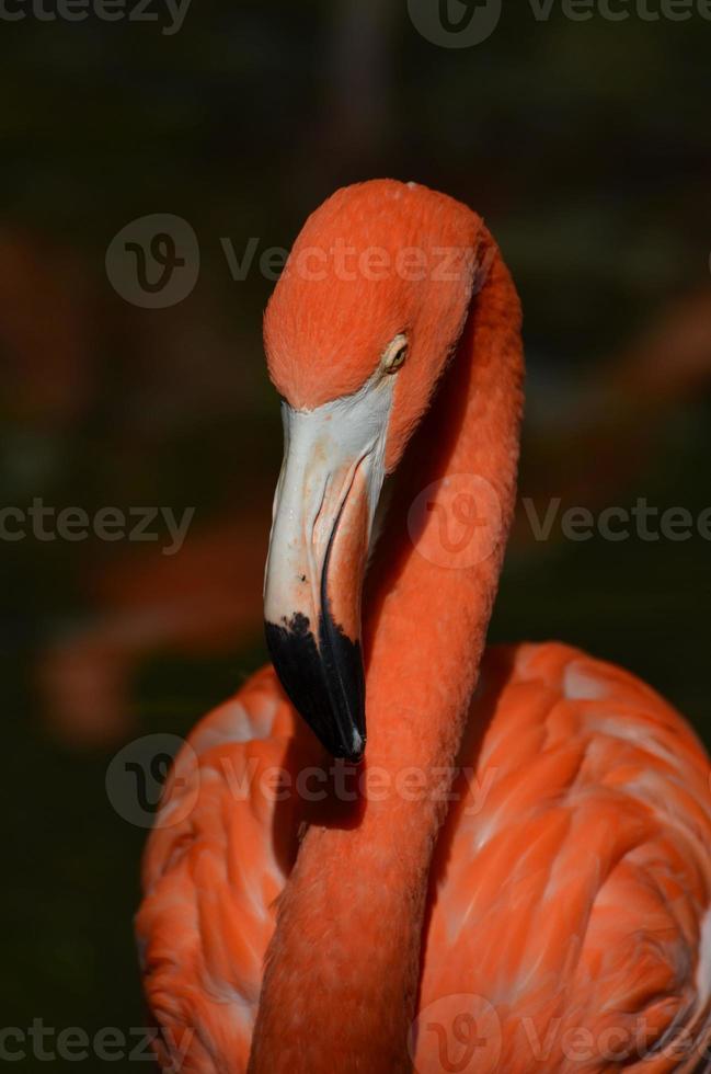 lindo pássaro maior flamingo foto