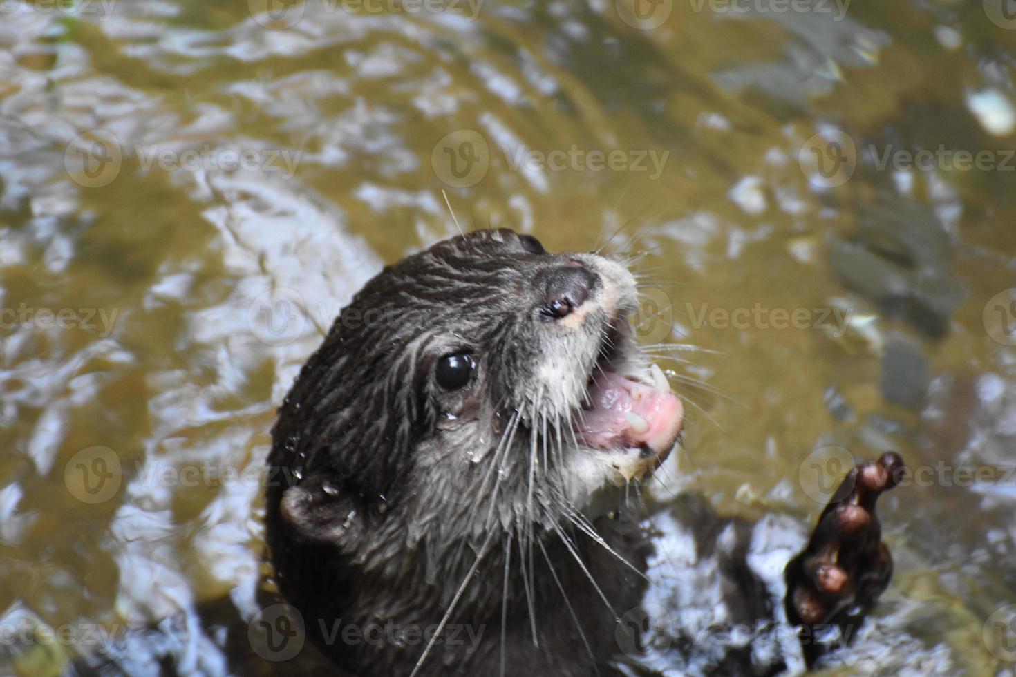 adorável lontra de rio com a boca aberta foto