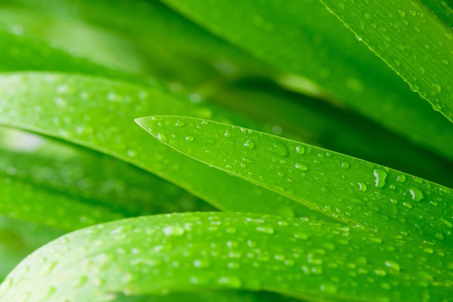 textura de folha verde impressionante abstrata, folhagem de folha tropical natureza fundo verde escuro foto