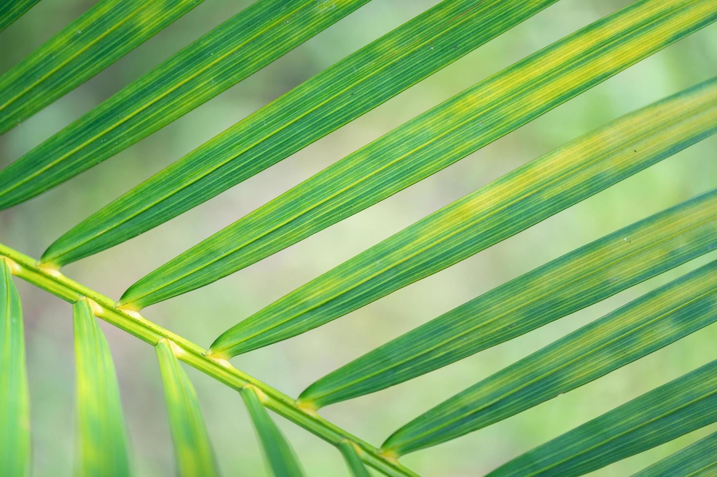 textura de folha verde impressionante abstrata, folhagem de folha tropical fundo verde natureza foto