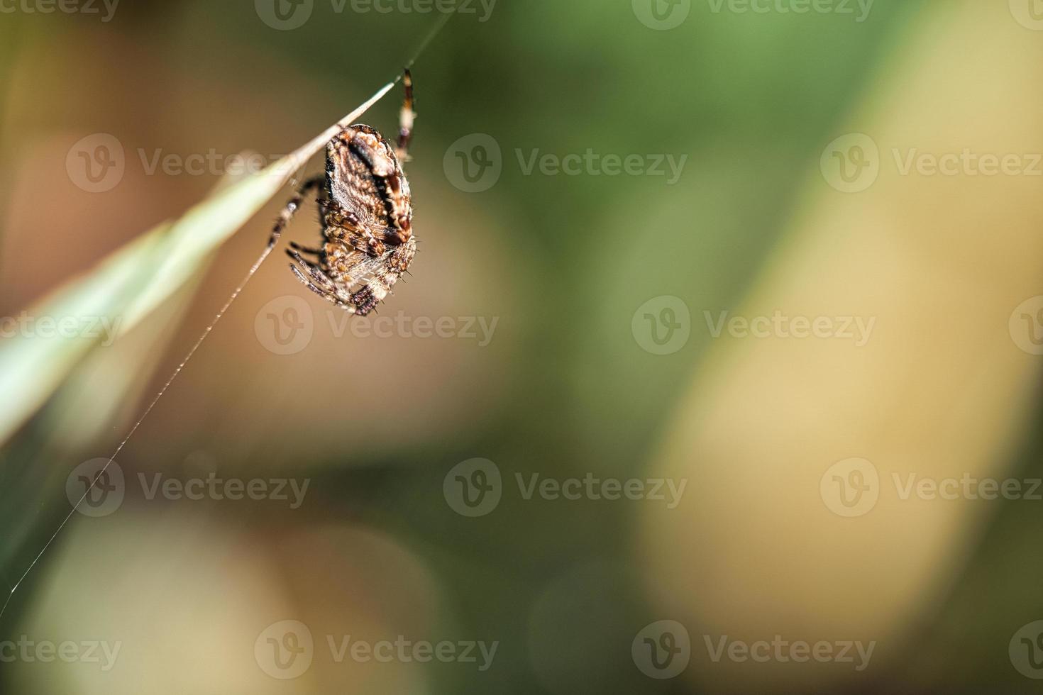 aranha cruzada amontoada, com presa em uma folha de grama. um caçador útil entre insetos foto