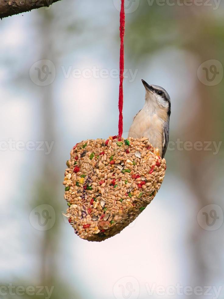 nuthatch, observado em um coração alimentador se alimentando na floresta. pequeno pássaro branco cinza foto