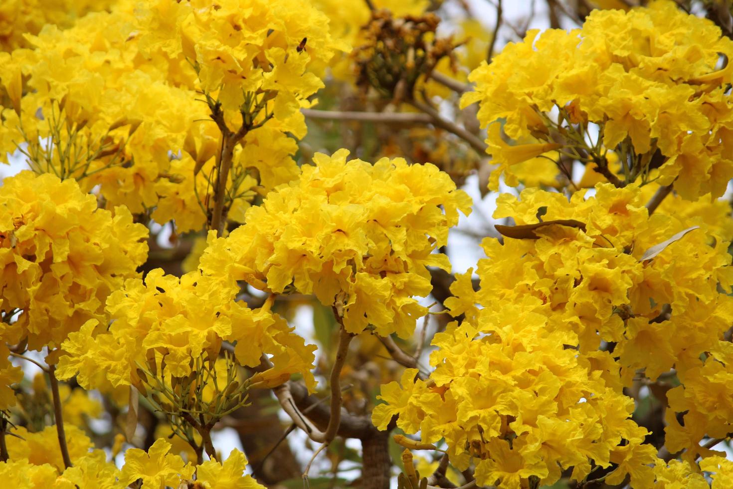 flores de tabebuia aurea. foto