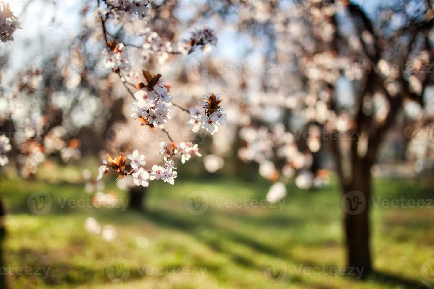 Resumo suave foco pôr do sol florescendo cereja paisagem flores da primavera e quente dourado hora pôr do sol nascer. tranquilo primavera verão natureza closeup e fundo de floresta turva. natureza idílica primavera foto