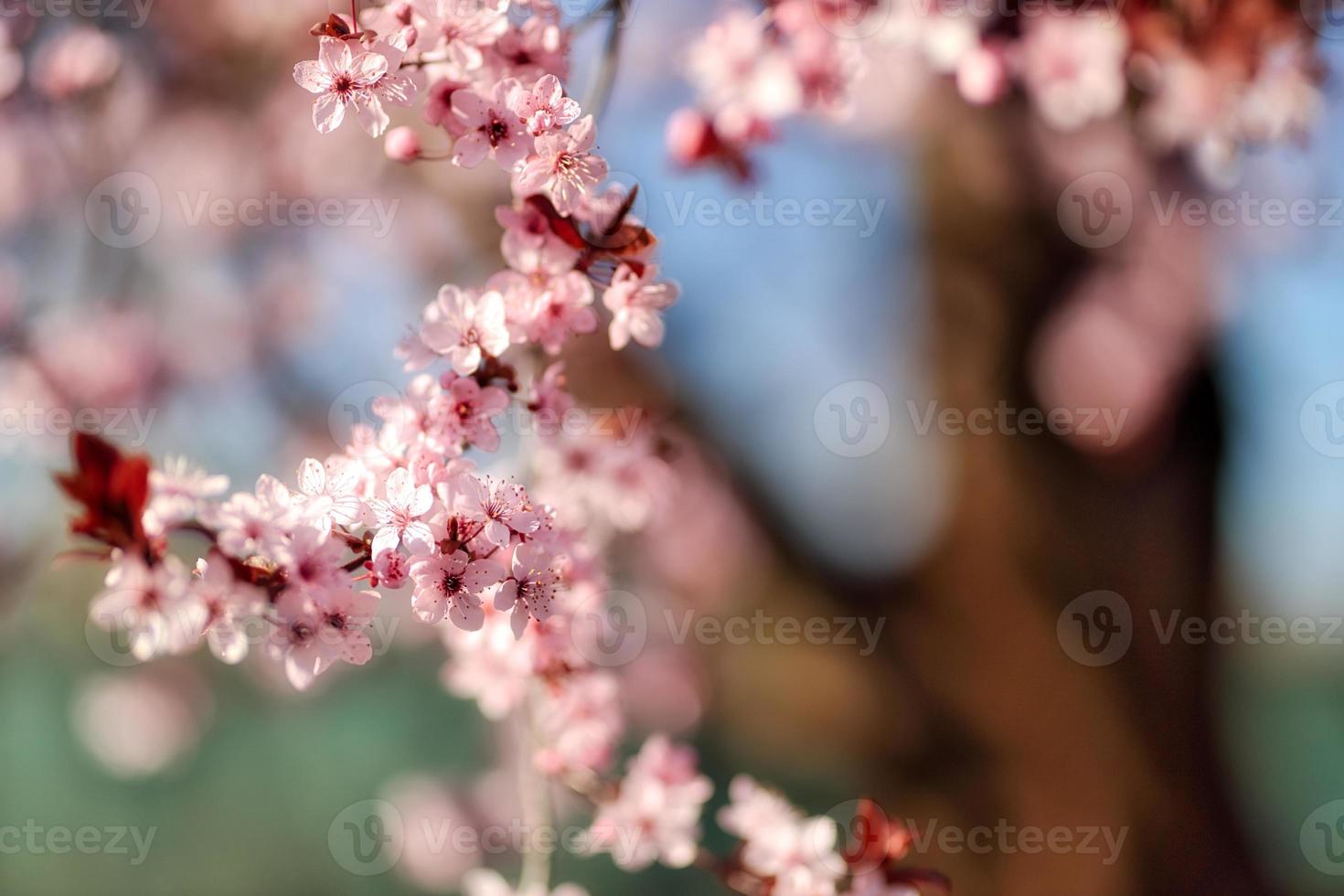 Fundo de paisagem de paisagem de floresta de flores de primavera