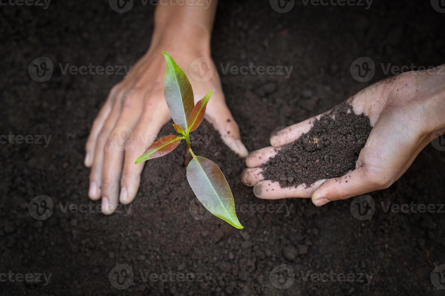 ambas as mãos dos homens estão plantando mudas em solo fértil, conceitos de cuidados naturais e preservação do mundo, redução do aquecimento global. dia Mundial do Meio Ambiente. foto