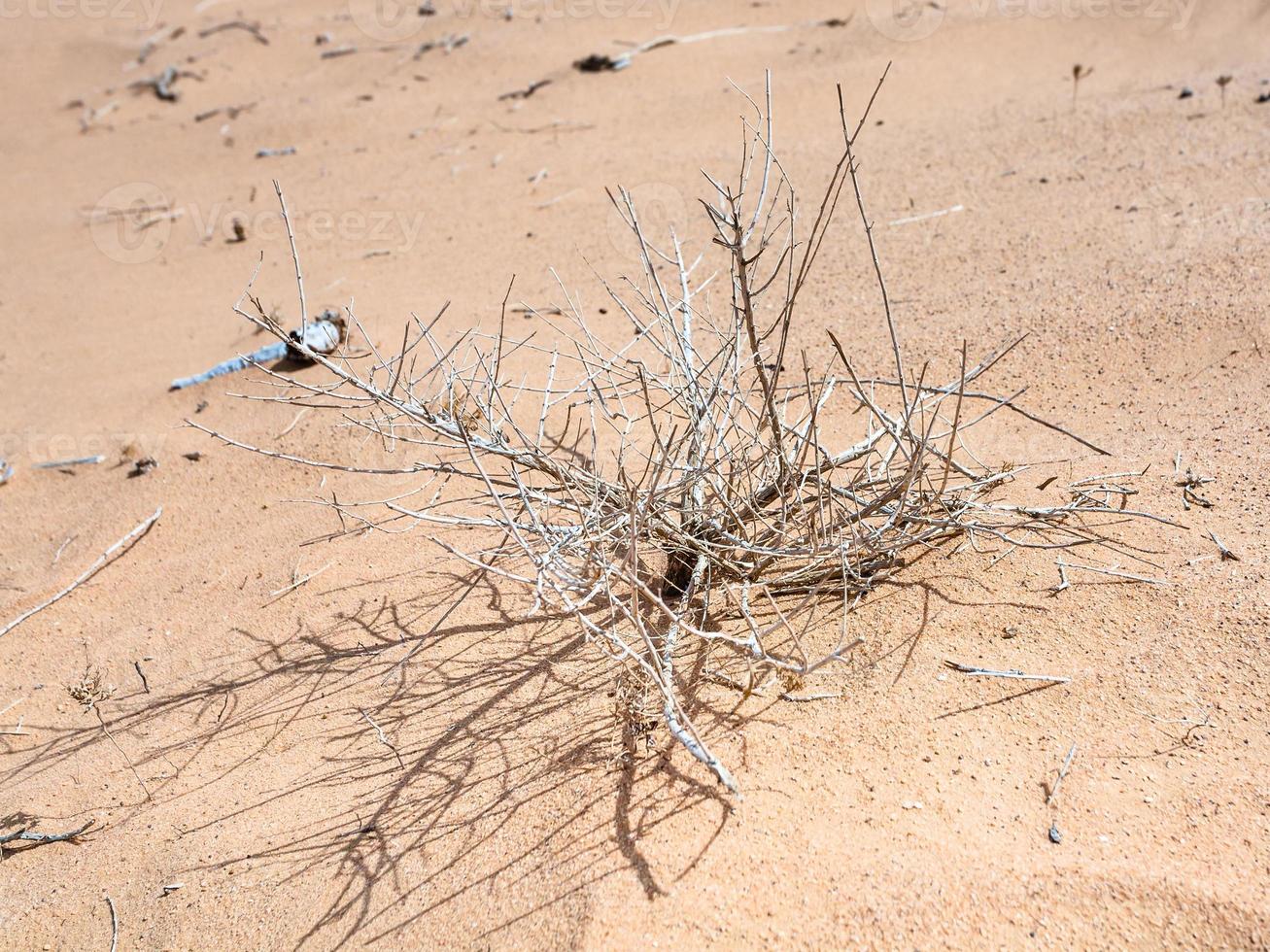 arbusto seco na areia do deserto de wadi rum foto