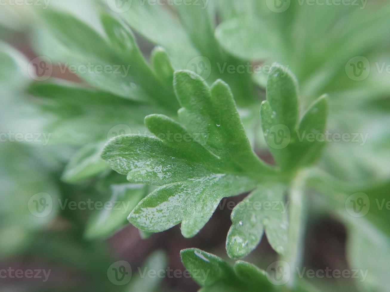 folhas de plantas coloridas depois da chuva foto