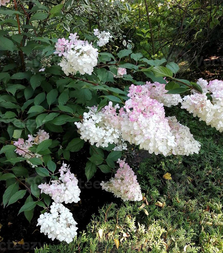 arbusto florido de hortênsia branco-rosa no jardim foto
