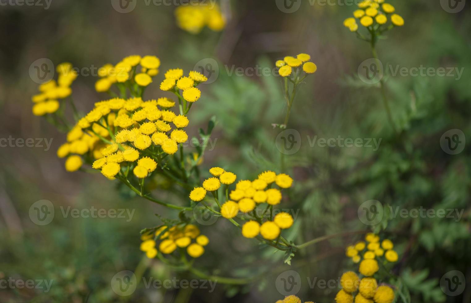 flores de tansy amarelo tanacetum vulgare, tansy comum, botão amargo, vaca amarga ou botões dourados. ervas frescas - planta medicinal selvagem no Prado. flores silvestres. foto