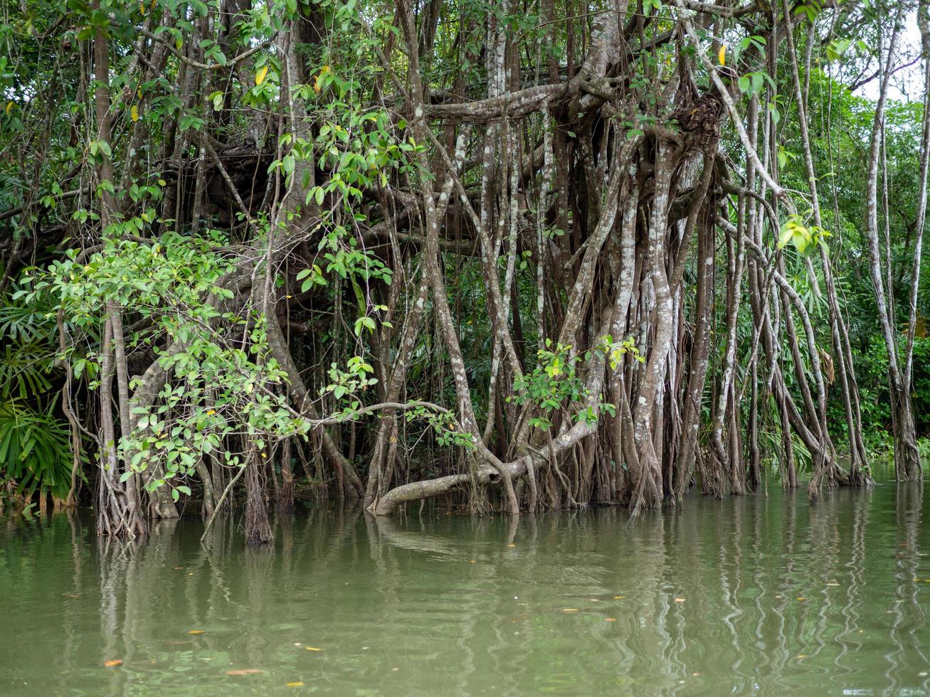 velhas raízes de figueiras na pequena amazônia ou khlong sang naen, phang nga, tailândia, um famoso destino turístico. foto