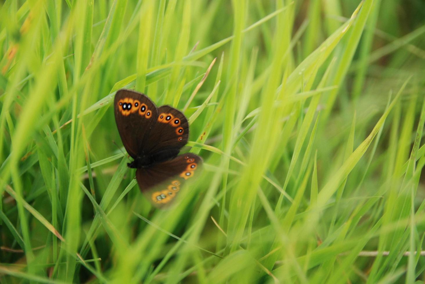 borboleta de sobrancelha na grama foto