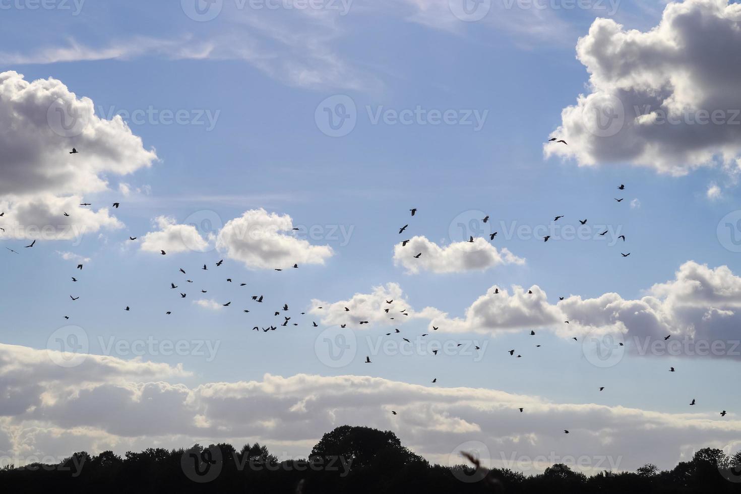 um grande bando de pássaros de corvo preto contra um lindo céu. foto