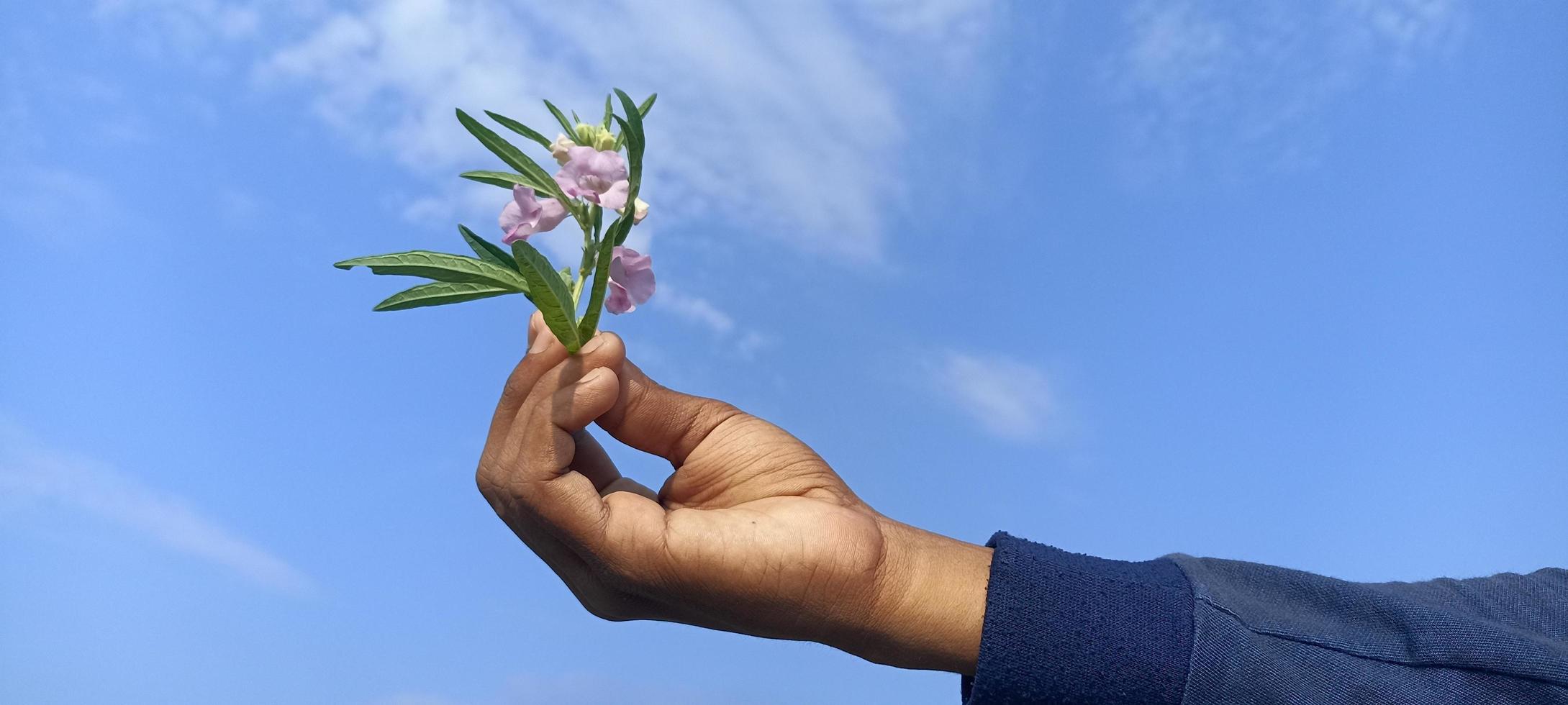 planta na mão com céu backgorund foto