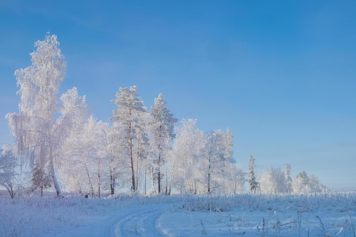 paisagem ensolarada de inverno com árvores foscas e um céu claro. foto