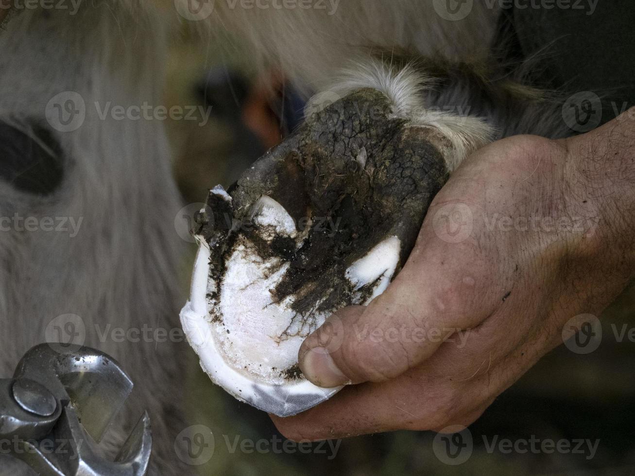 ferreiro calçando um burro e limpando o casco foto